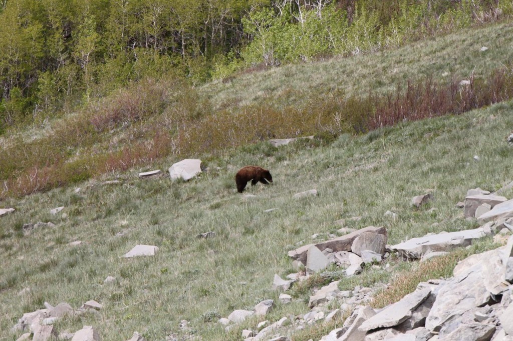 A yearling grizzly