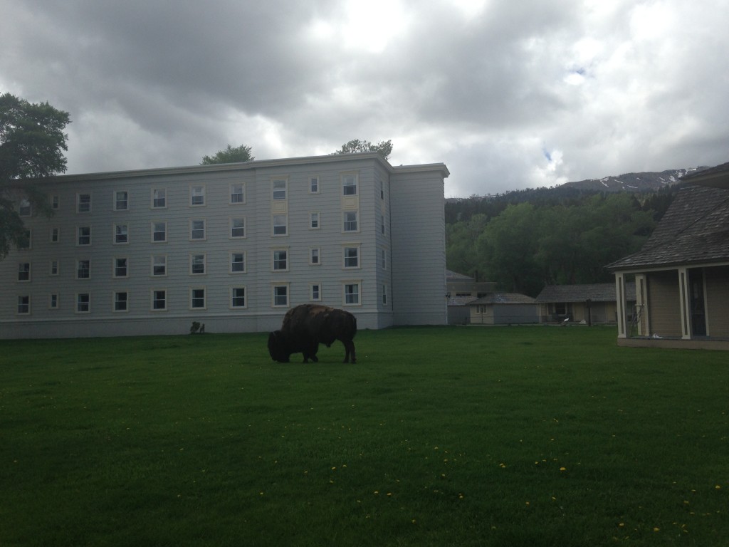 A lone bison at Mammoth Hot Springs. 