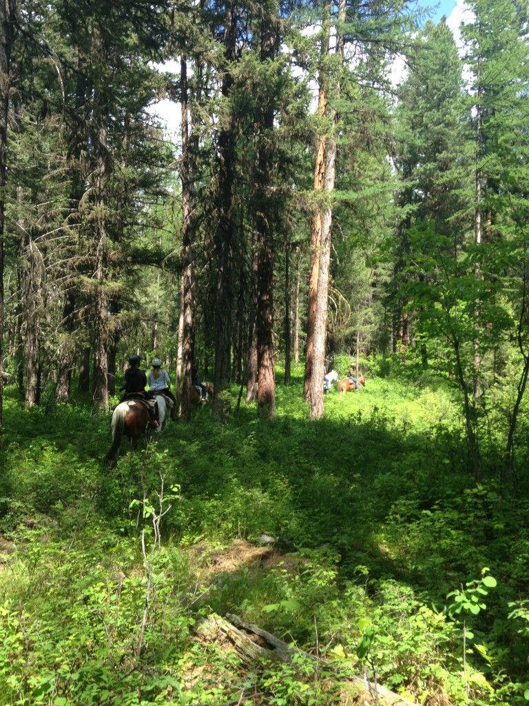 The beginning part of the ride took us through forested terrain. 