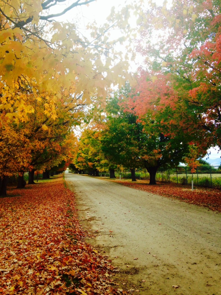 The lane leading up to the Daly Mansion is framed by leaves of gold, yellow, red and orange.