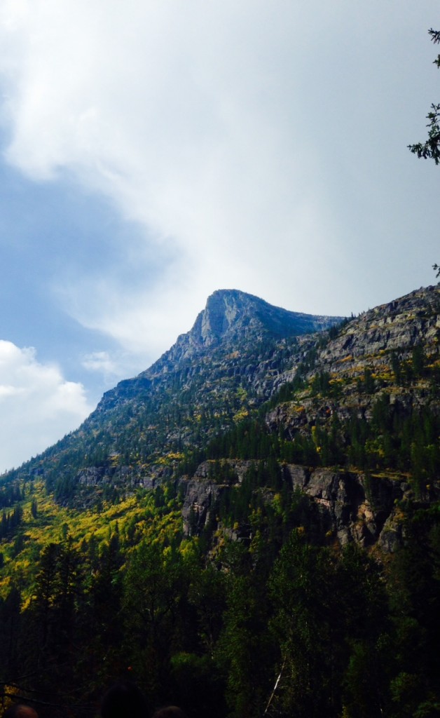 Yellows and golds light up the mountainsides along the Going-to-the-Sun Road. 