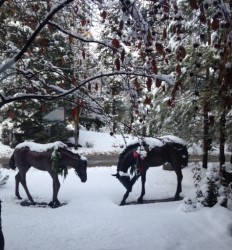 These horses posed perfectly throughout lunch. ;) 