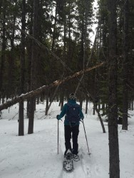 Walking through a forest of lodgepole pines. 