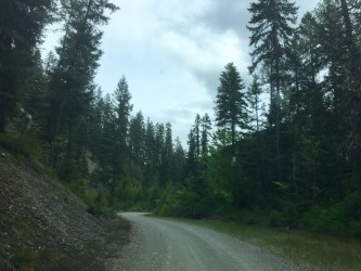 Winding through the national forest. 