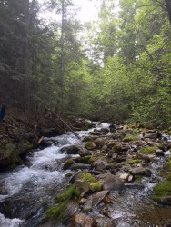 Lyons Gulch in the Cabinet Mountains. 