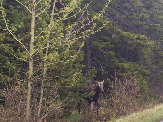 This was one (of two!) moose we saw in Many Glacier. 