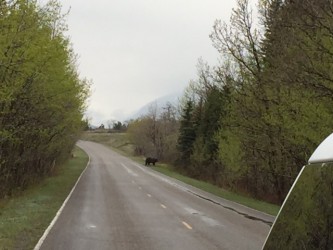 This grizzly slowly meandered across the road behind us. 