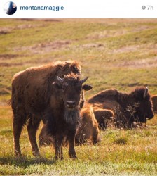 A bison at the Bison Range. 