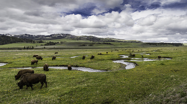 Bison along Rose Creek in Yellowstone National Park's Lamar Valley. Photo: Neal Herbert;