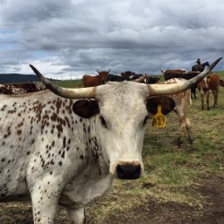 My favorite cow at Paws Up. 