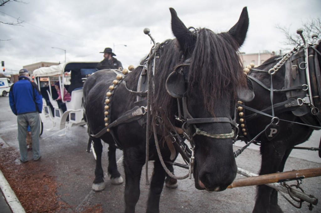 These two beauties give carriage rides in downtown Missoula. Photo courtesy Taylar Robbins.