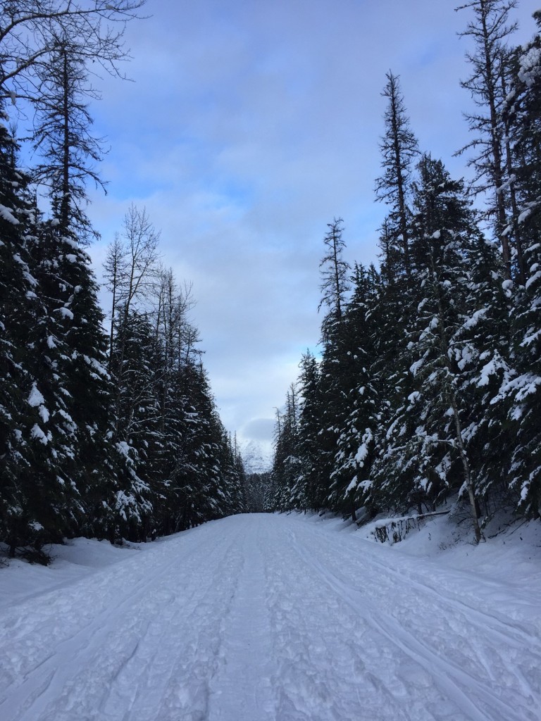 Looking up the Going-to-the-Sun Road. 