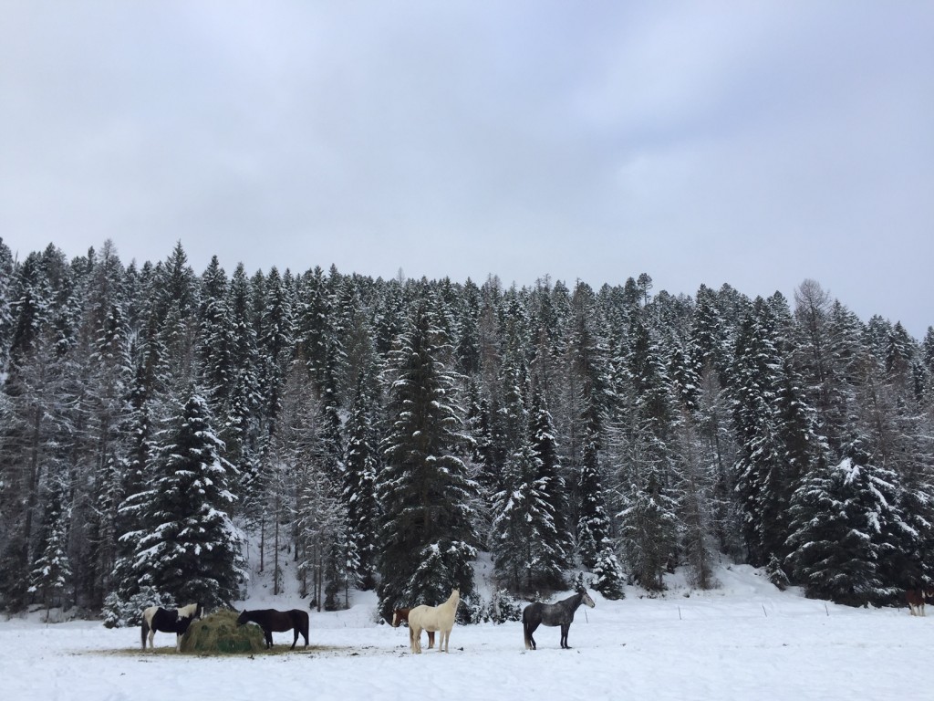 These horses have the winter off. 