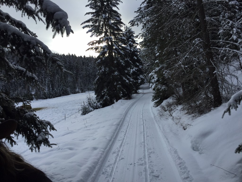 Our tree-lined path. 