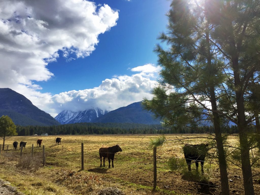 A sure sign of spring in Montana: baby cows (also known as calves). 