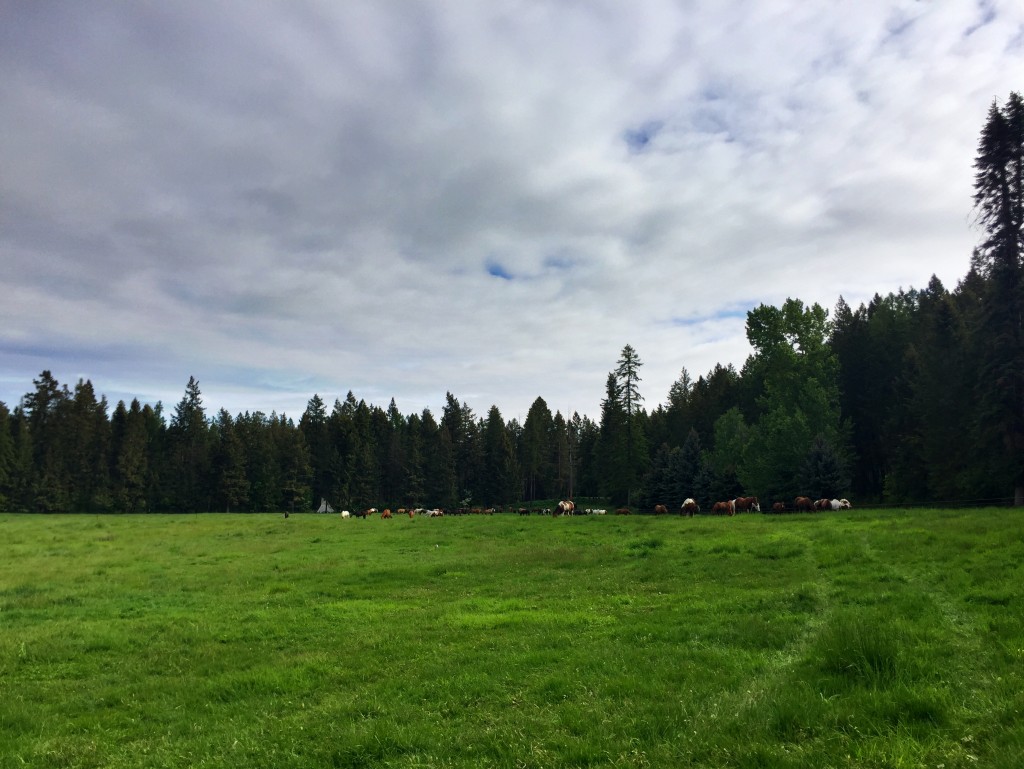 Horses + a lush meadow + Montana's big sky = not a bad little Monday. 