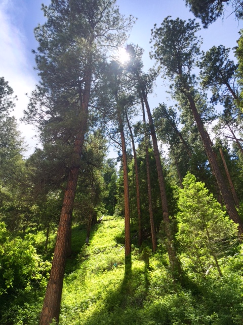 Questa foresta era una tranquilla oasi nel Montana sudorientale.