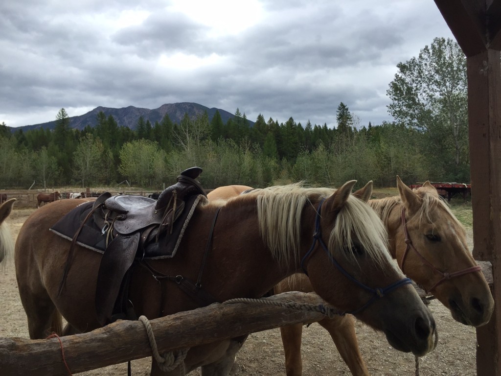 The horses of Swan Mountain Outfitters hanging out in the corral. 