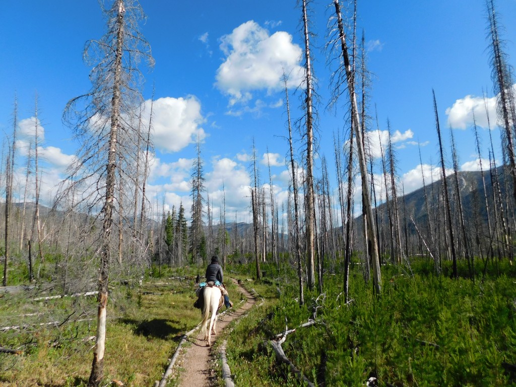 Making our way through a landscape that was burnt in a 2007 forest fire. 