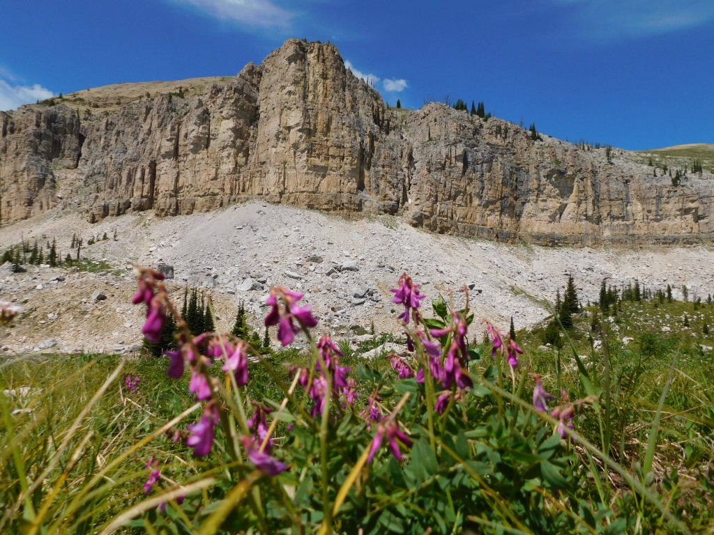 After crossing rocky terrain, this lush mountain meadow was an incredible surprise. 