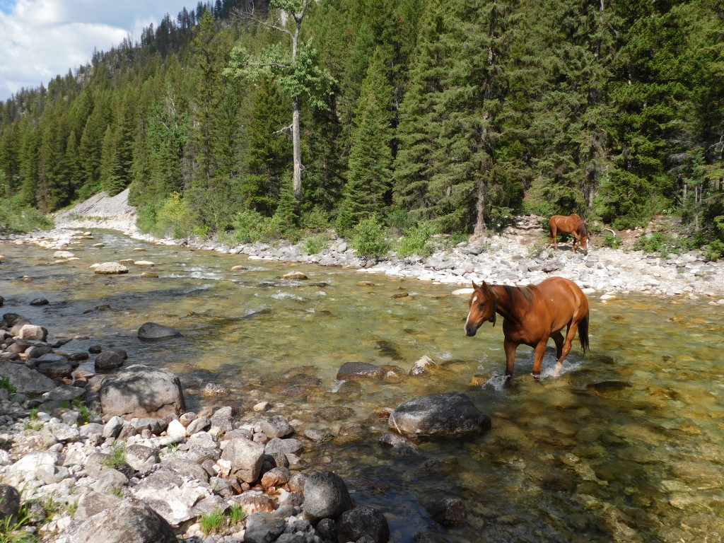 Each night, the horses and mules were put out to pasture. And each morning, the wranglers would bring them back in. 