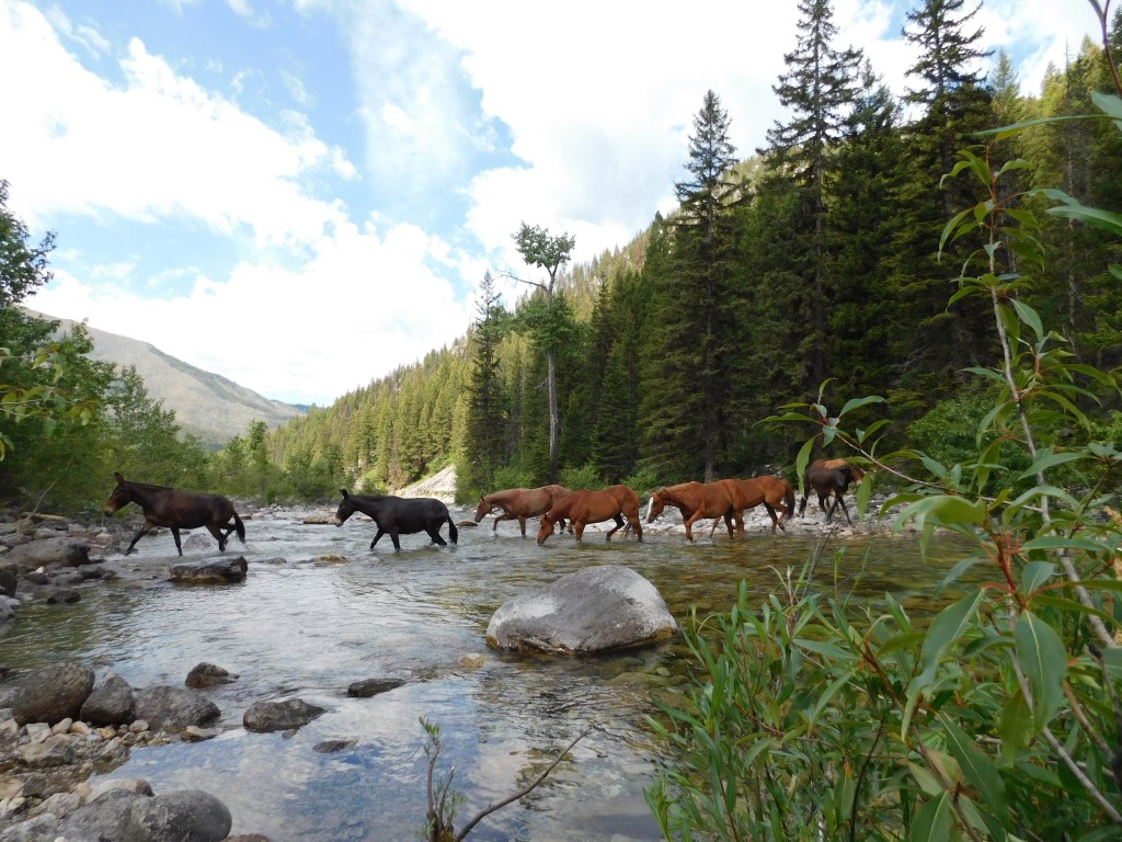 Each morning, a wrangler would go and gather the horses and mules. 