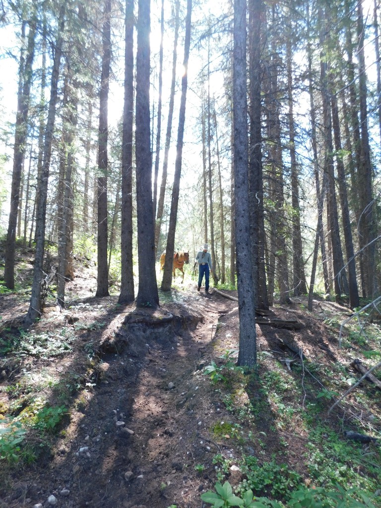 Turk walking his horse down a short path to the river. 