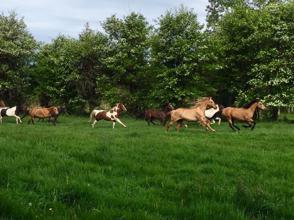 Letting the horses out to pasture. 