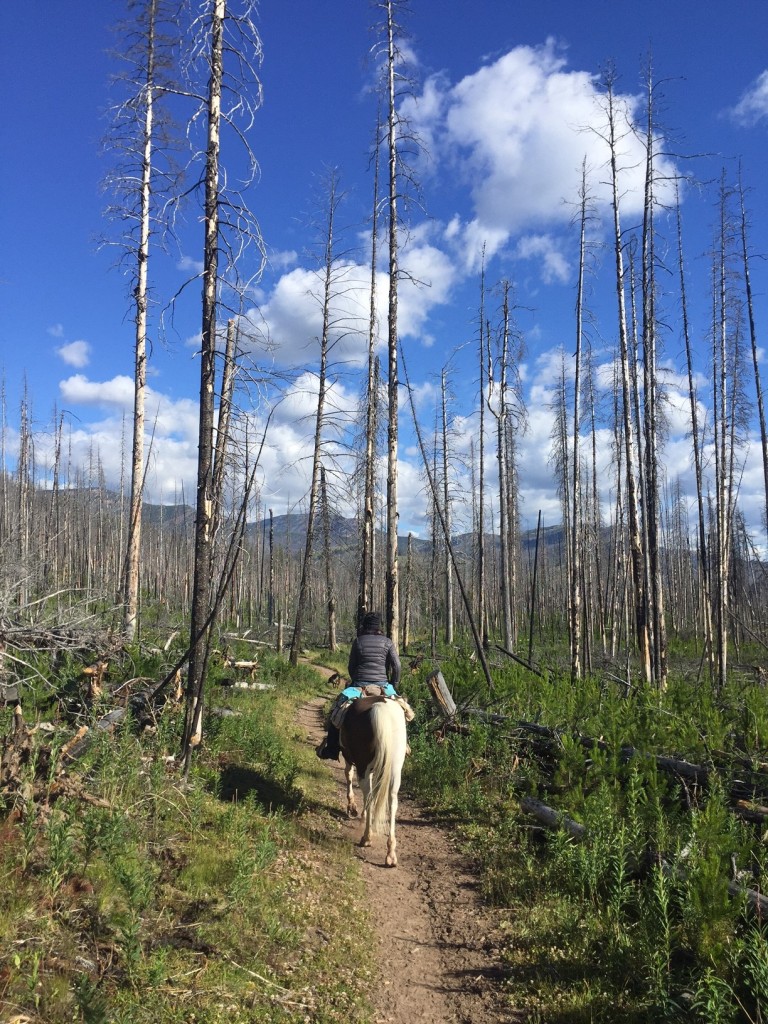 Riding through several miles of forest-fire burn was one of the most vibrant memories from the summer. 