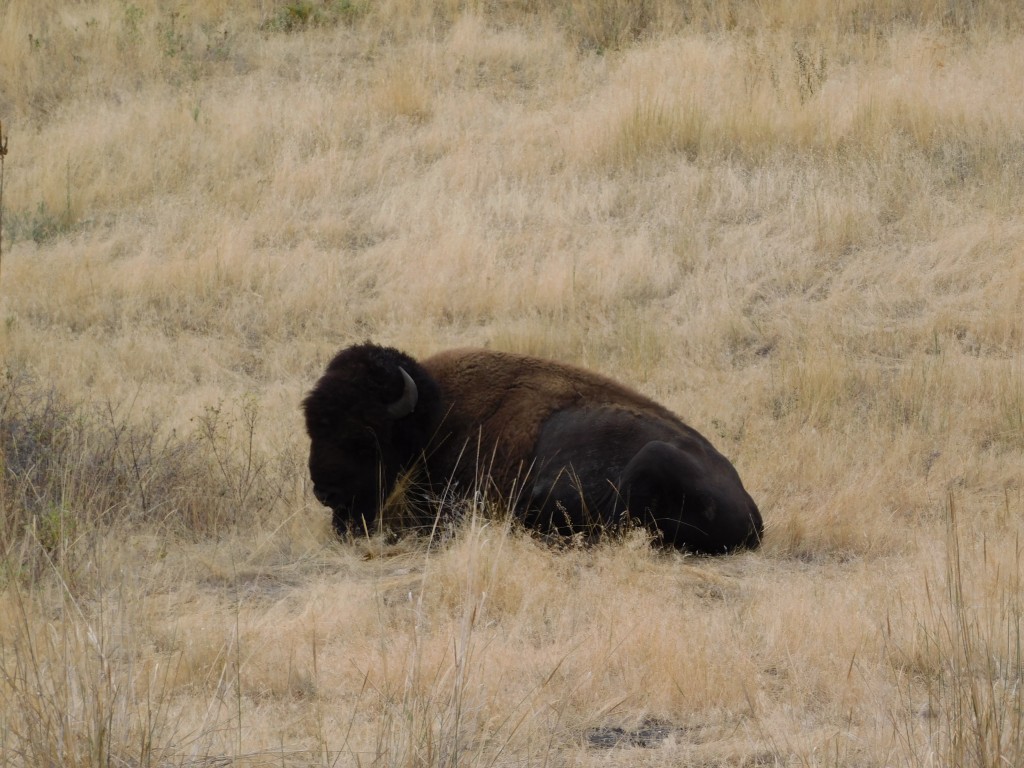 This bison was taking a nap. I think. 