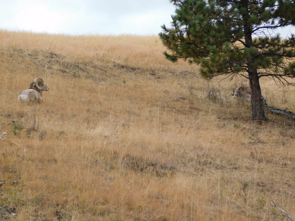 We saw several bighorn sheep along the drive's route. 