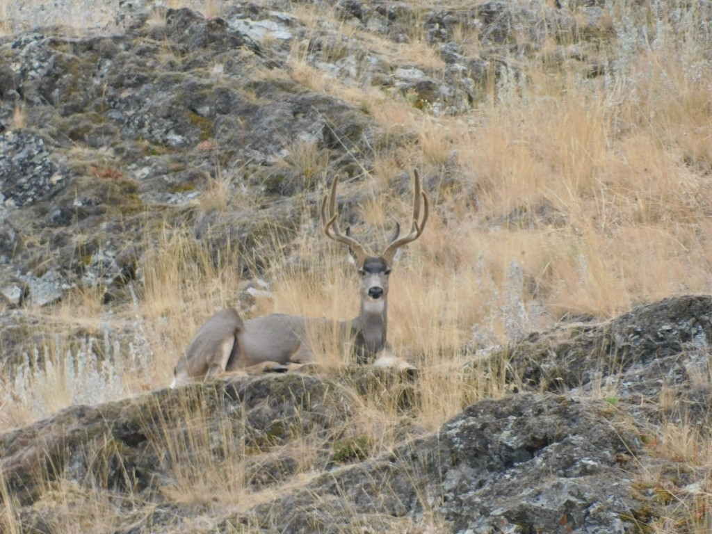 This buck's antlers were velvety gorgeous. 