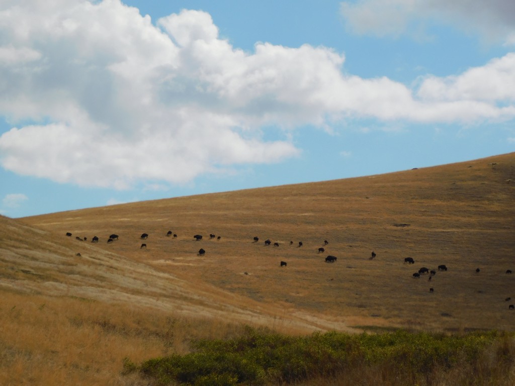 After seeing a handful of bison along Red Sleep Drive, we saw this massive herd as we were getting ready to leave. 