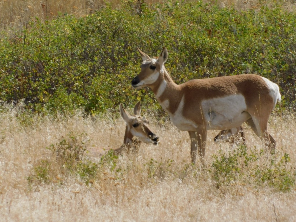 Some antelope, trying to blend in. They stood there motionless. 