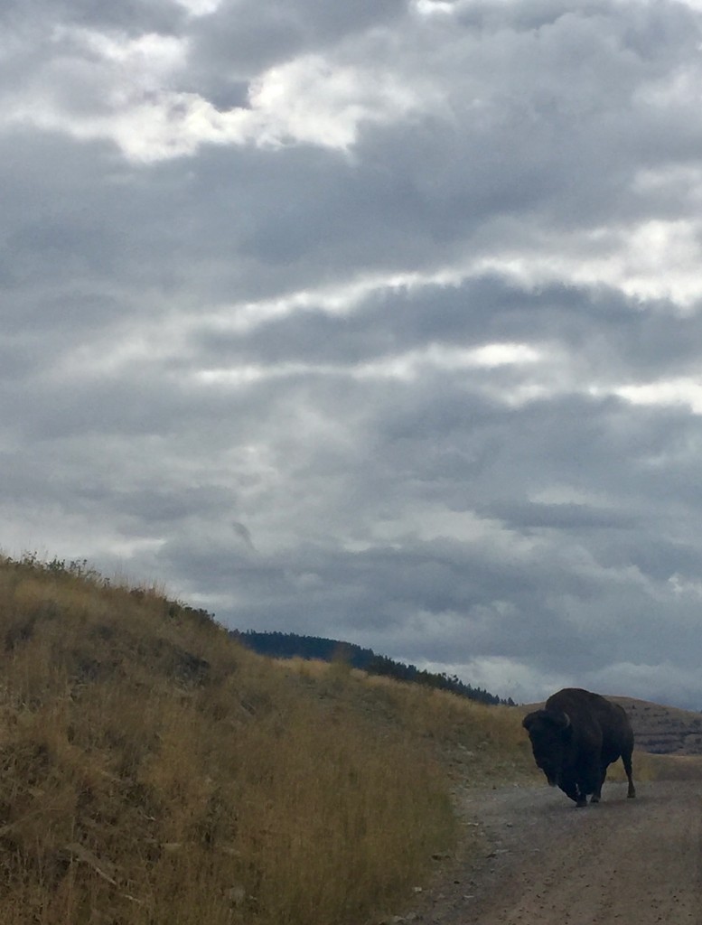 This guy slowly made his way along the road. 