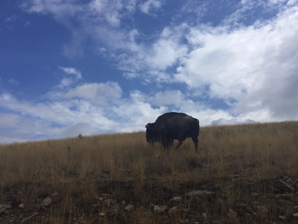 After chowing on some grass, he started making his climb up the mountain. 