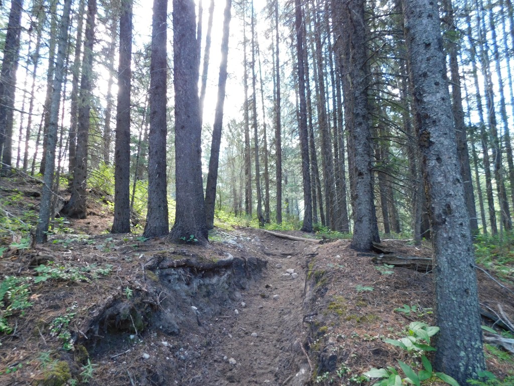 The path from camp down to White River. 