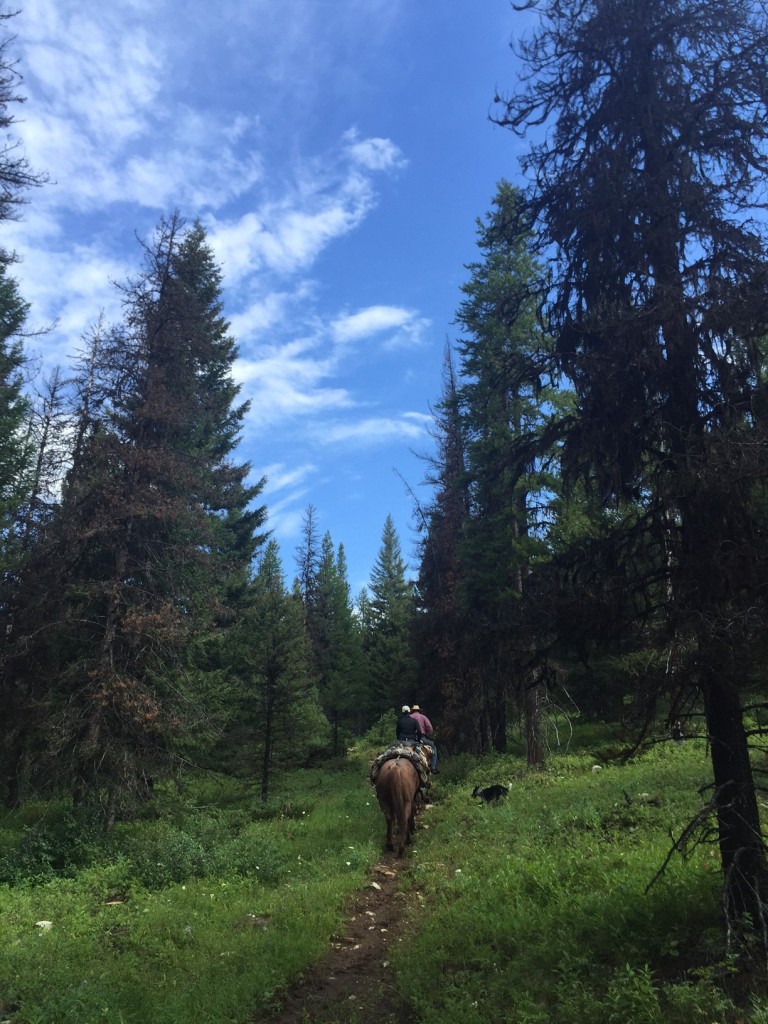 From camp, we stayed parallel with White River for a spell as we made our way into higher elevations and through forested terrain. 