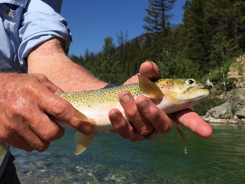 Pretty little trout. 