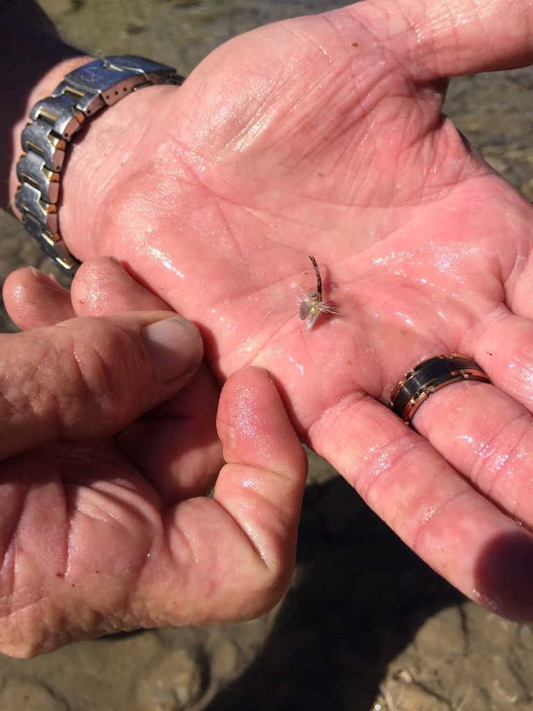 The little fly that landed the fish. 