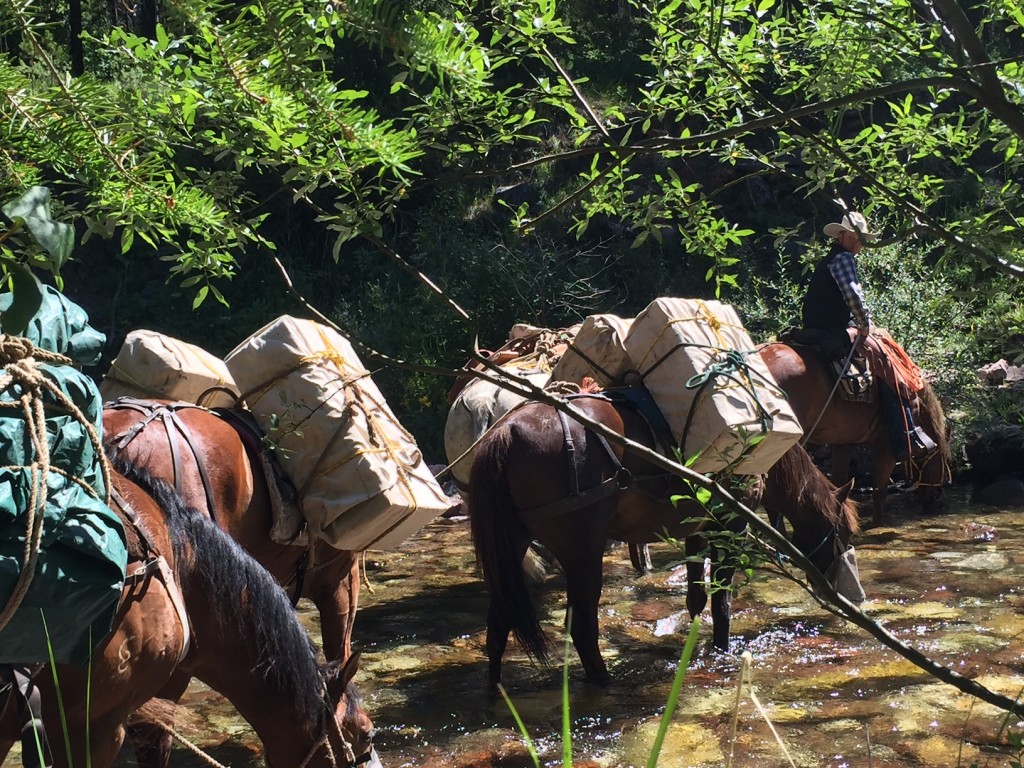 A well-behaved mule string is a beautiful thing. 