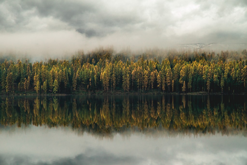 Tamarack trees (and the most beautiful fog I've ever seen) at Salmon Lake State Park. 