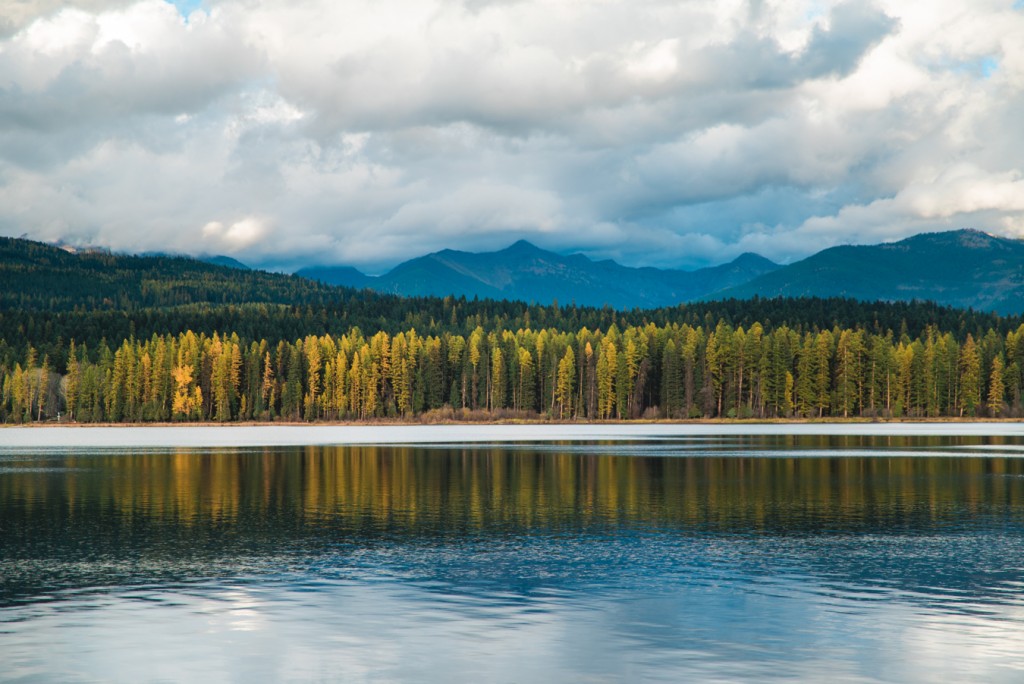 Hands down, the Seeley-Swan Valley is one of the best places to view tamarack trees (AKA western larch). 