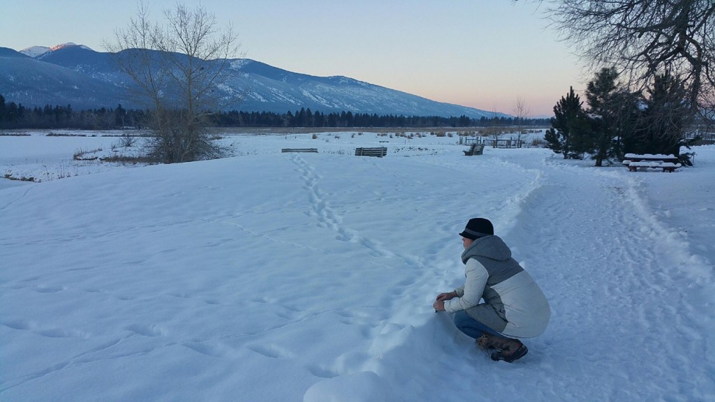 Starting 2016 at the Lee Metcalf National Wildlife Refuge. 