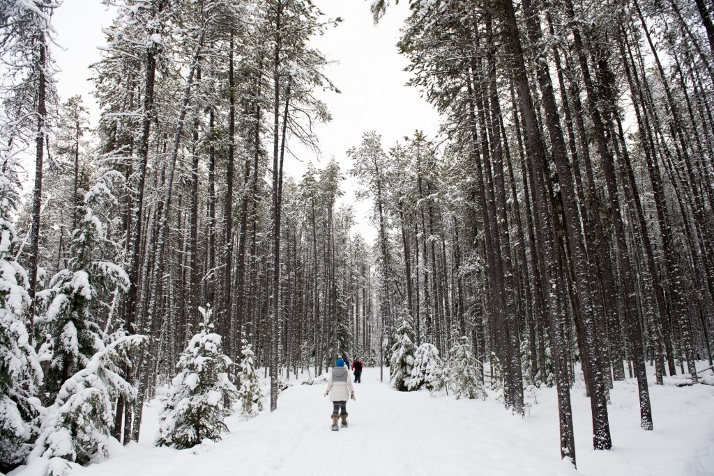 Ranger led snowshoeing in Glacier National Park, Glacier Country