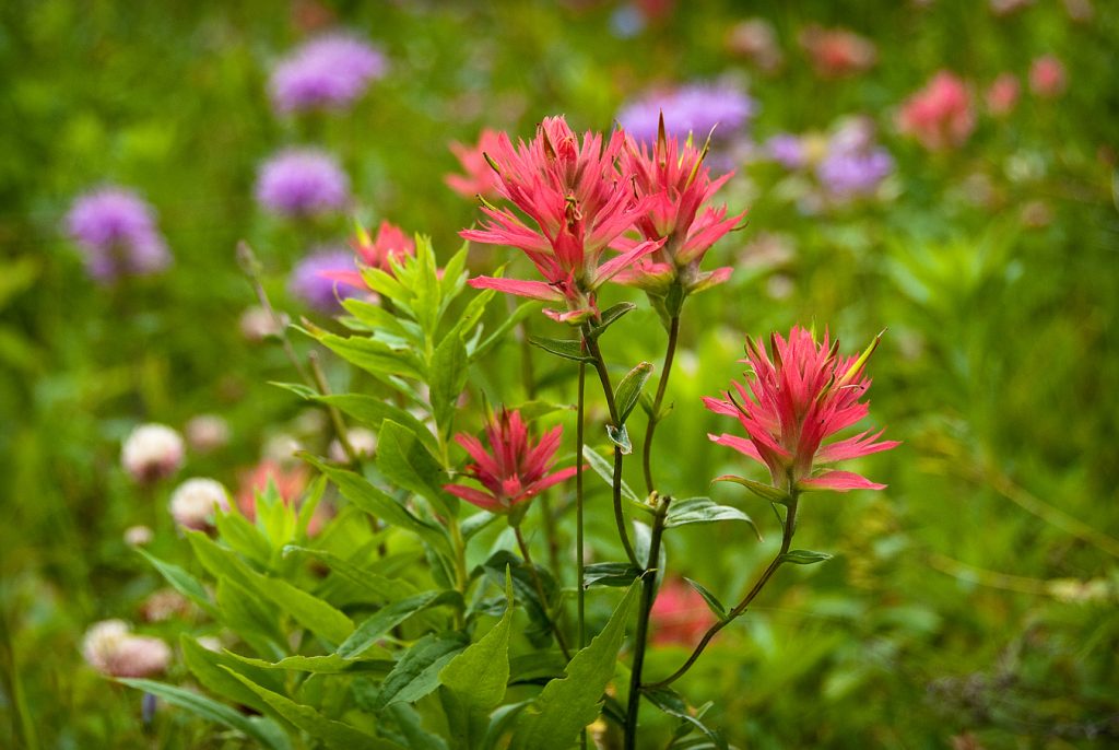 western yellow paintbrush