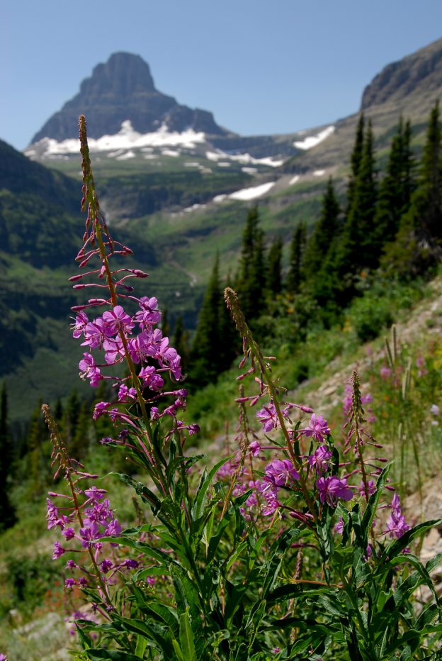 The Brag-Worthy Beauty of Montana’s Wildflowers | Glacier Country
