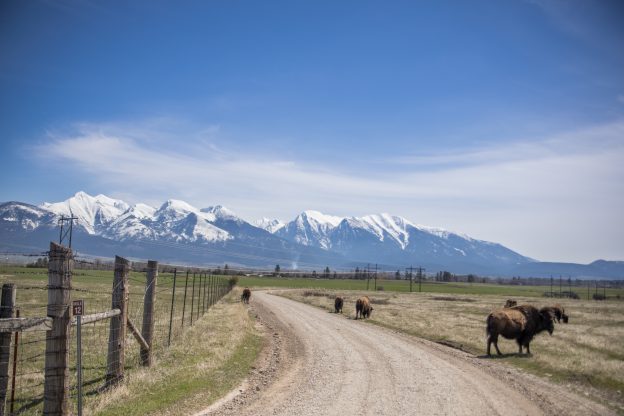 Hidden Gem: Western Montana’s Bison Range