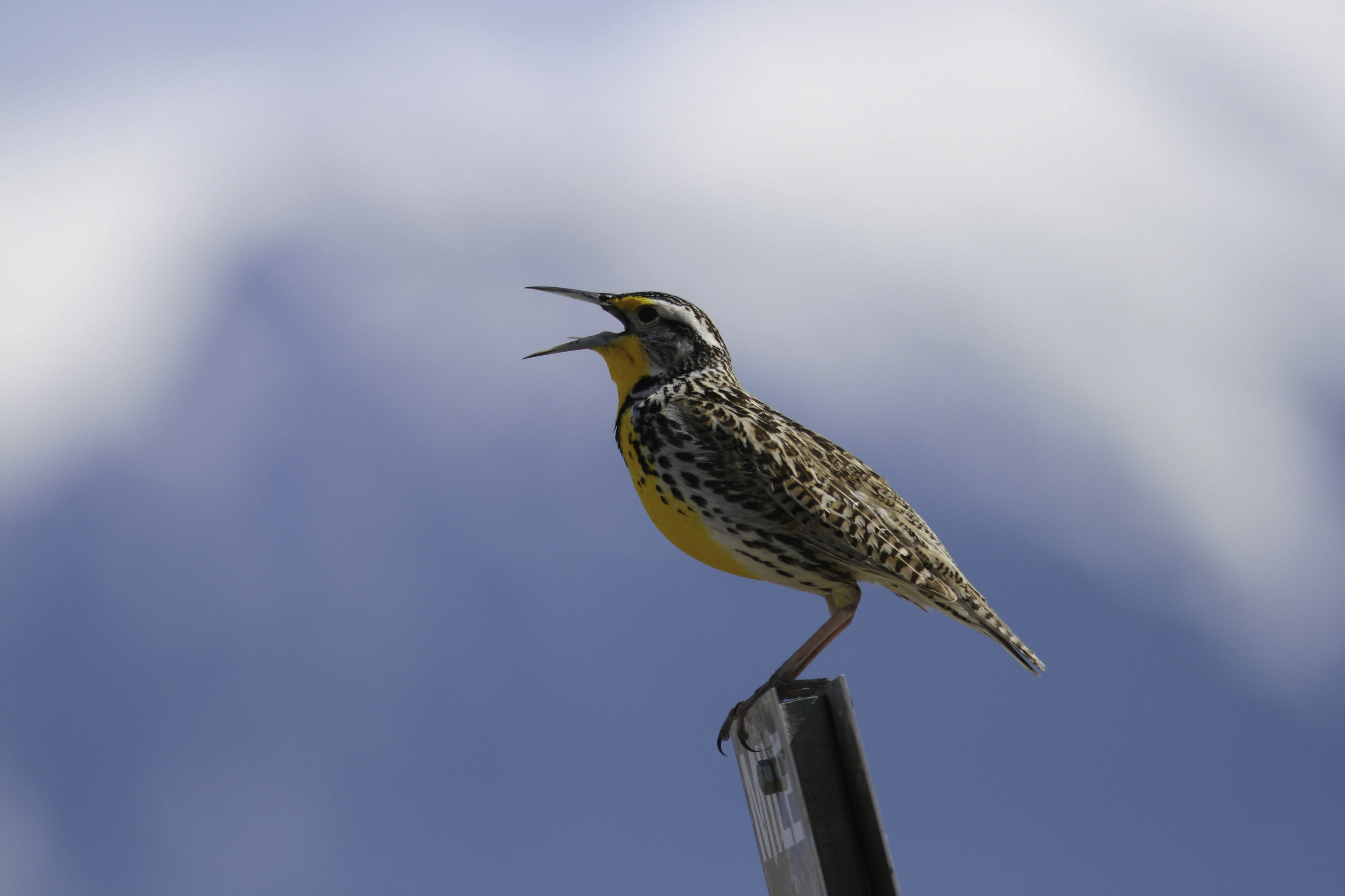 montana birding tours