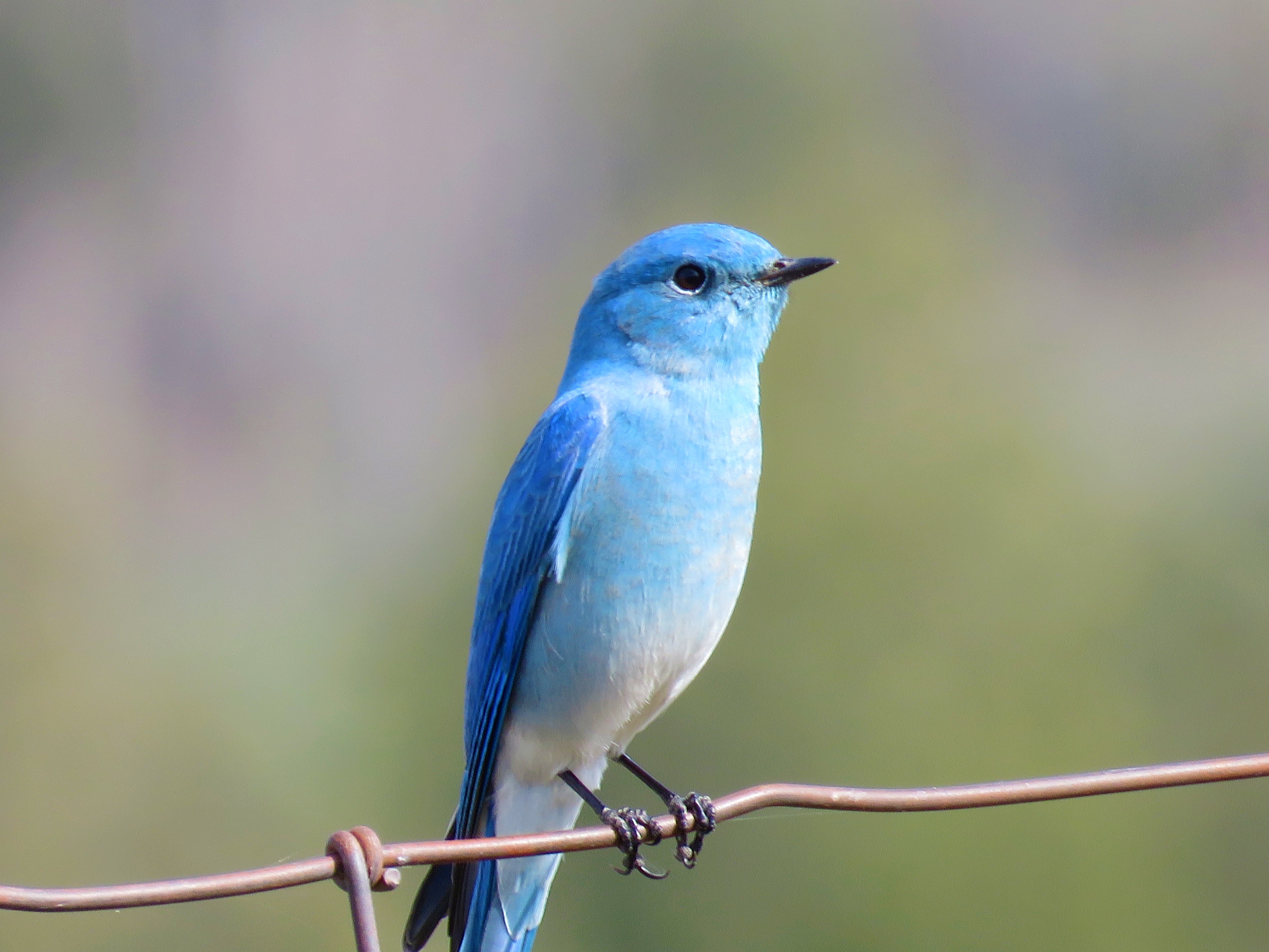 montana birding tours